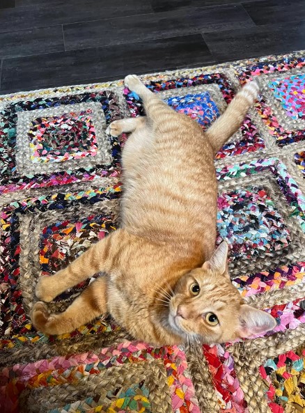 funny cat on the carpet rolling