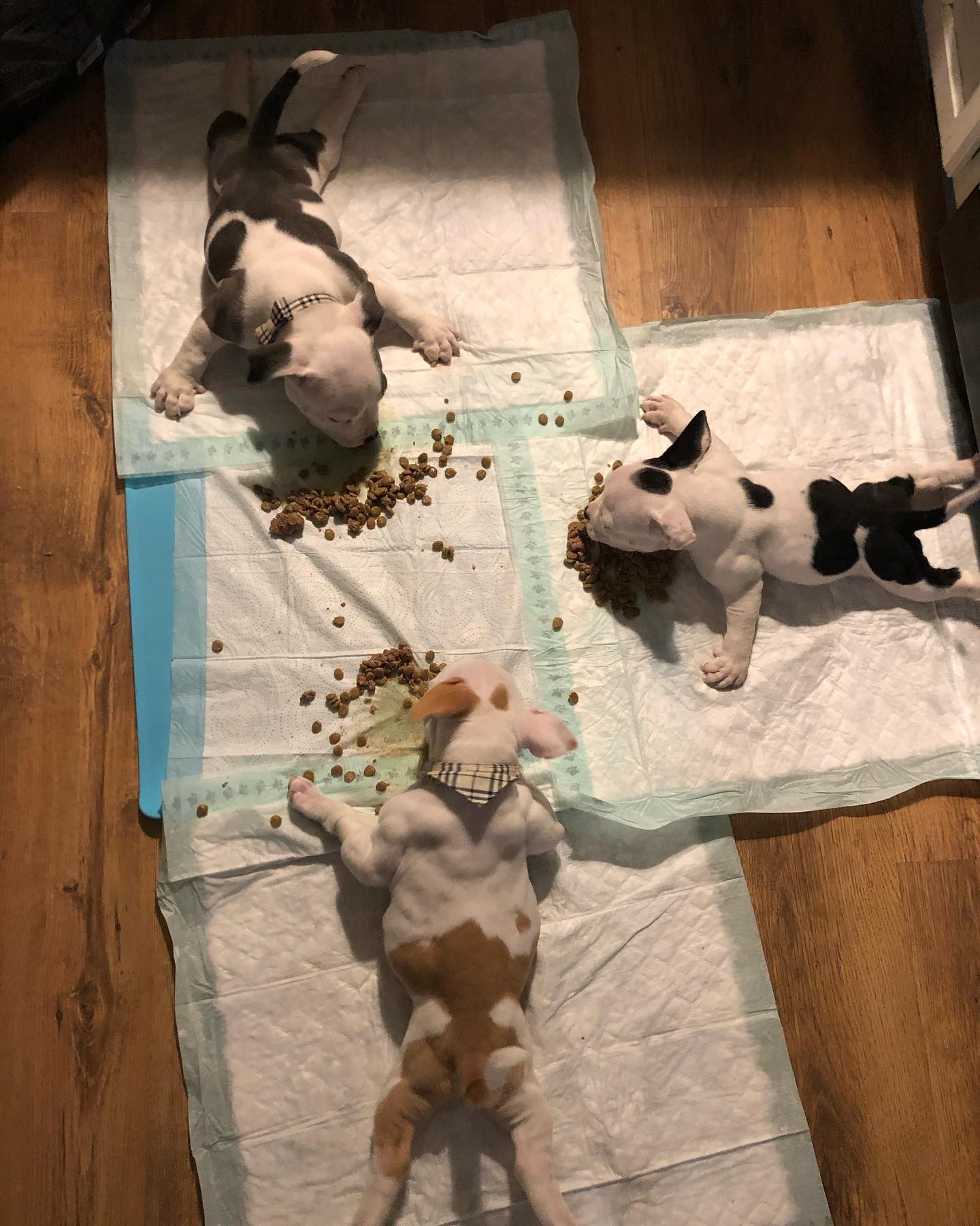 three puppies eating on the floor