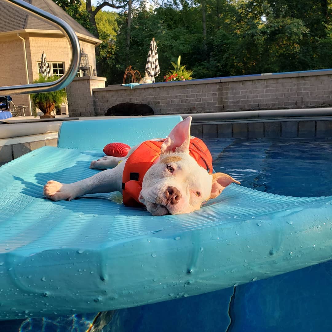 photo of pitbull in a pool