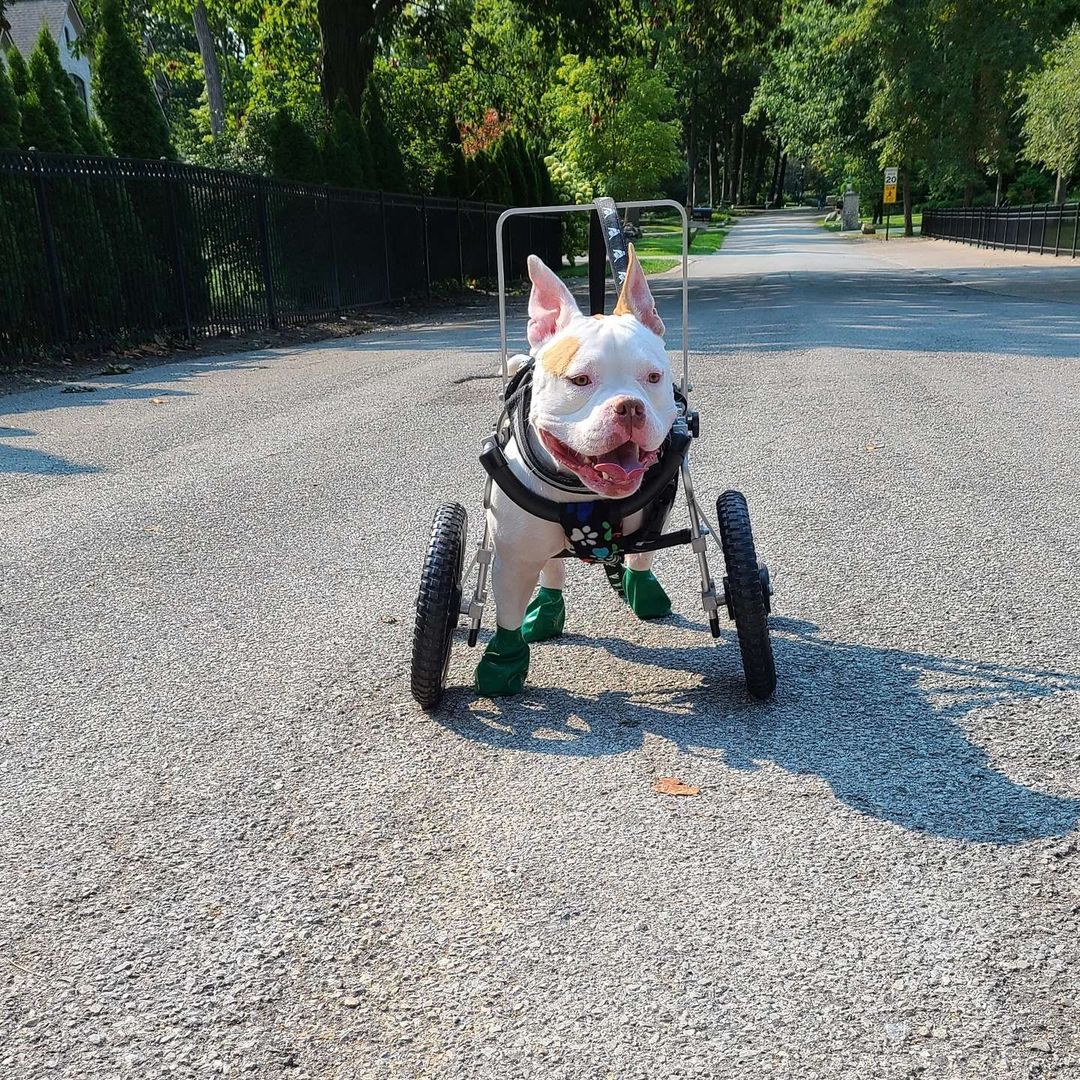 pitbull in wheelchair