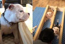 Owner Gives Up His Special-Needs Pit Bull Because He Wasn’t Aggressive Enough
