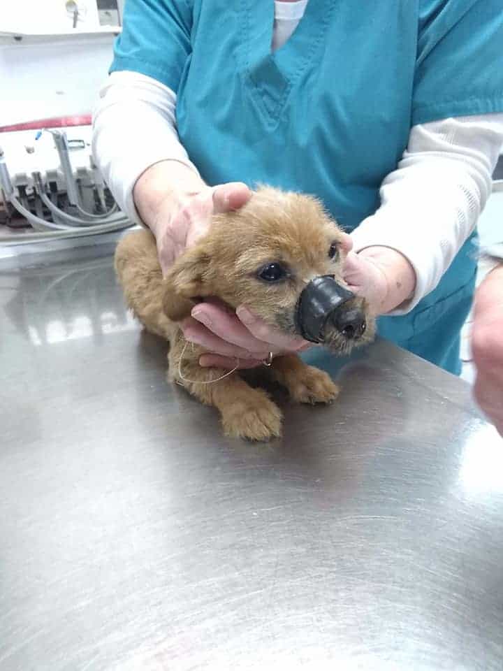abandoned puppy at the vet