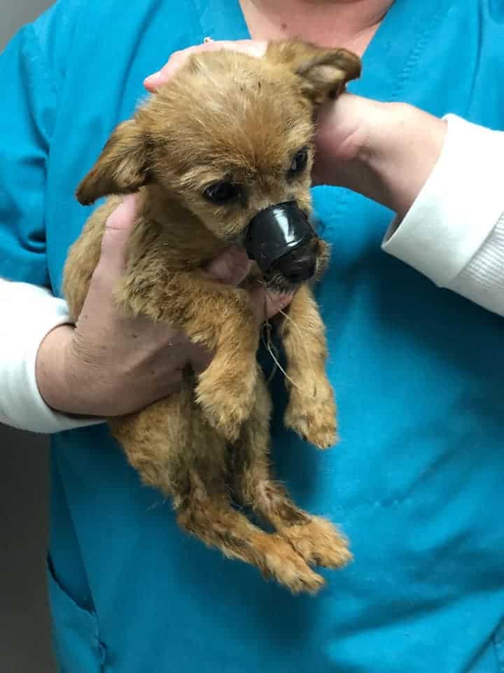 photo of a poor abandoned puppy with tape around his mouth