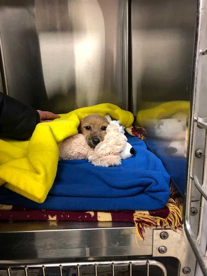 puppy covered in a blanket after treatment
