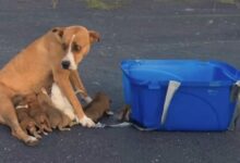 Abandoned Mom Dog And Her Nine Pups Bravely Wait For Their Rescuers