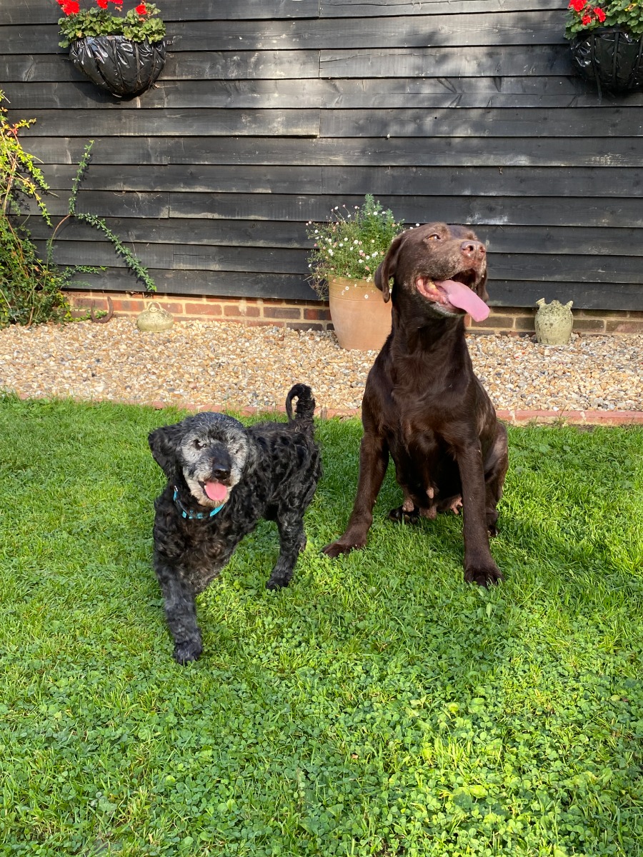 two happy dogs with tongues out