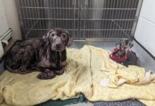 Two Sweet Dogs Rescued Together In A Horrible Condition Make A Miraculous Recovery