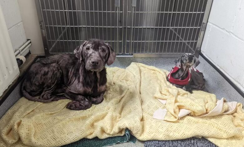 Two Sweet Dogs Rescued Together In A Horrible Condition Make A Miraculous Recovery