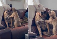 Abused Dog, Rex, Has The Pawfect Siblings To Help Him Overcome Anxiety