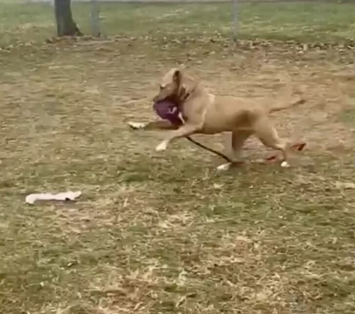 dog running outdoors