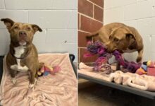 The Only Pup In Shelter Who Didn’t Get Adopted Plays With Her ‘Imaginary Friends’