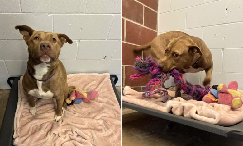 The Only Pup In Shelter Who Didn’t Get Adopted Plays With Her ‘Imaginary Friends’