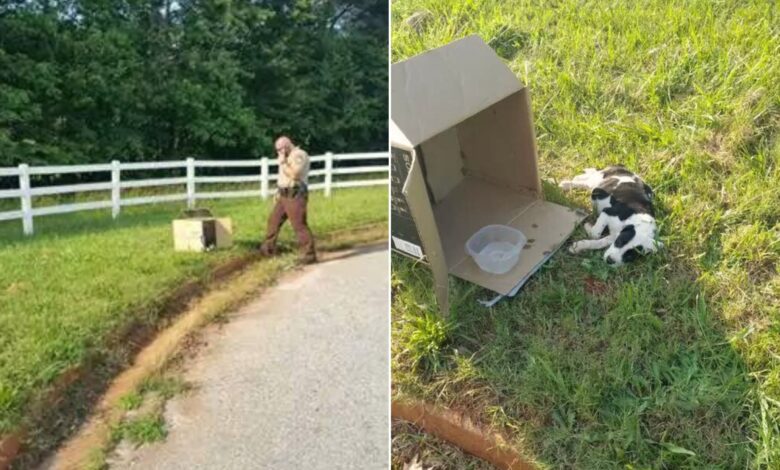 Police Officer Saw A Small Box On The Side Of The Road And Was Surprised By What He Saw In It
