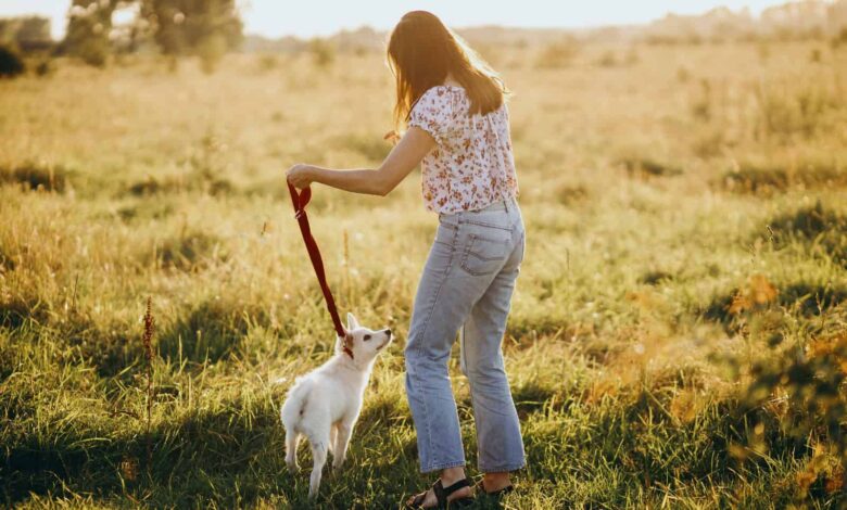 How Often Do You Walk Your Dog? Learn The Desirable Frequency