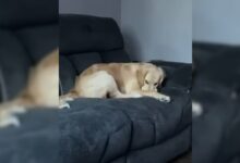 You Will Never Guess What This Golden Retriever With Sneaky Face Is Hiding From His Owner