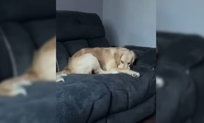 You Will Never Guess What This Golden Retriever With Sneaky Face Is Hiding From His Owner