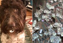 Pittsburgh Family Dog Eats $4,000 In Cash, Taking ‘Money Laundering’ To A Whole New Level 