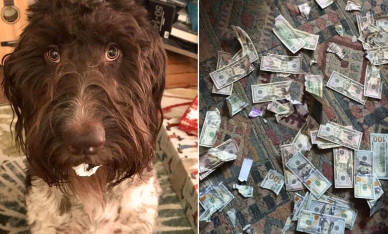 Pittsburgh Family Dog Eats $4,000 In Cash, Taking ‘Money Laundering’ To A Whole New Level 