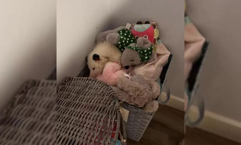 Woman Couldn’t Believe Her Eyes When She Saw A Stuffed Animal Moving