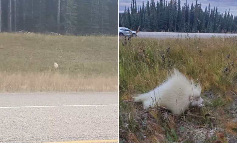Woman Shocked When She Discovers The Identity Of A ‘White Mysterious Rock’ By The Road