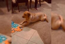 “Chatty Dog” Impresses Internet With Her Incredible Talking Abilities, But Leaves Some People Worried