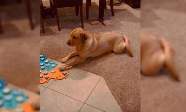“Chatty Dog” Impresses Internet With Her Incredible Talking Abilities, But Leaves Some People Worried