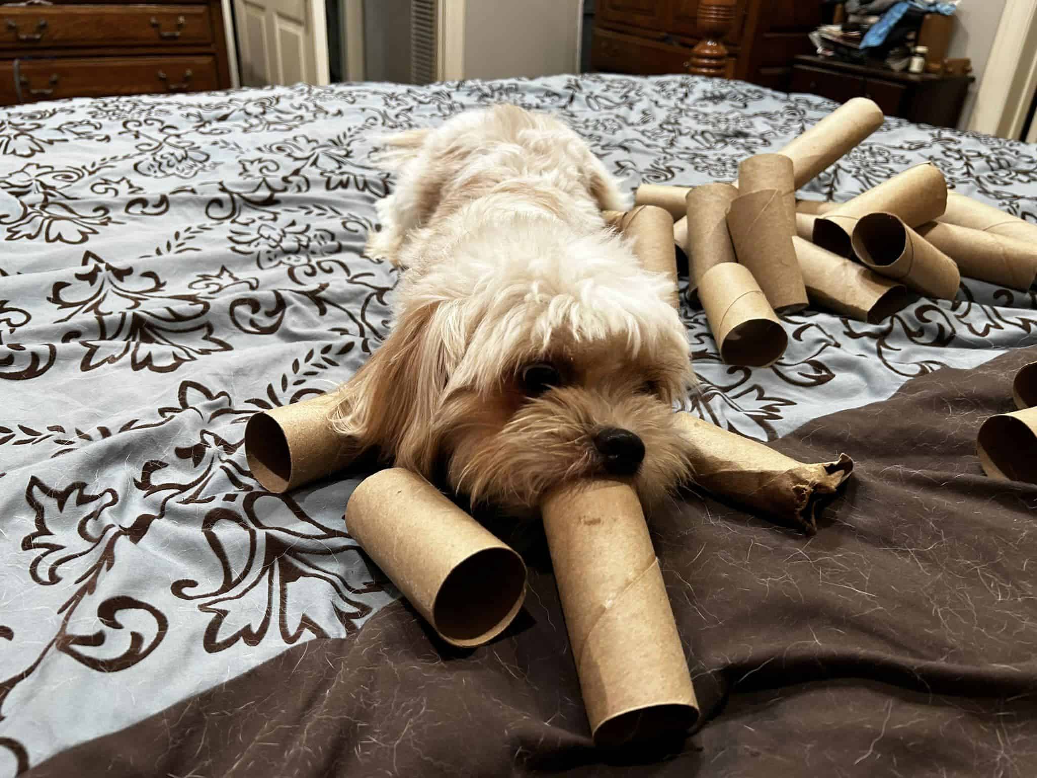 Dog playing with paper rolls