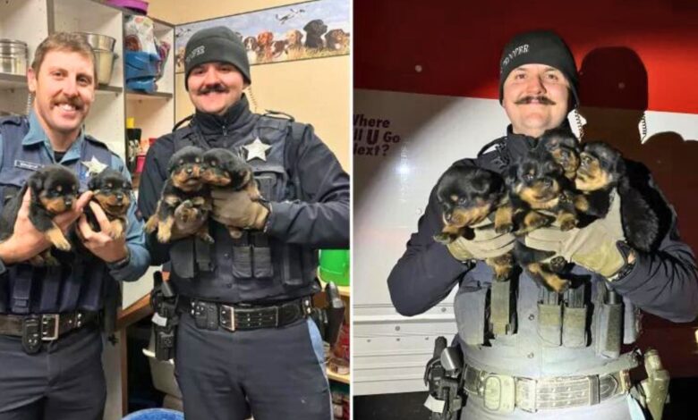 Officers Found 25 Abandoned Pups Inside A Stolen Truck And True Mission Begun