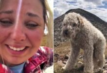 Goldendoodle That Survived The Crash Miraculously Found After Three Weeks