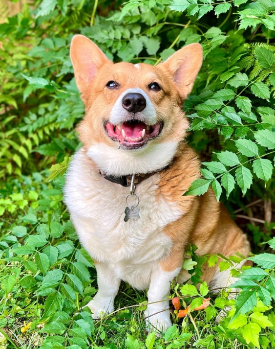 portrait of a cute corgi sitting and looking at the camera