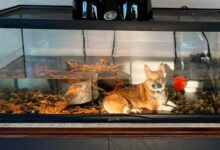 Owner Surprised To See Her Corgi Resting In The Most Unusual Place
