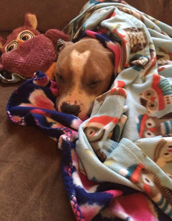 a dog wrapped in a blanket after being rescued