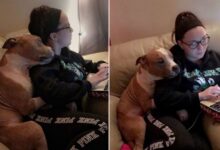 Pennsylvania Pittie Saved From The Streets Is Now The Sweetest Lovebug