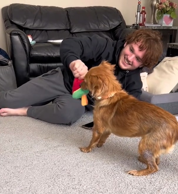 dog and owner playing on carpet
