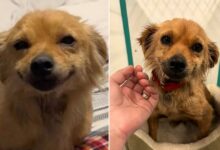 Dog Saved From A Hoarding Situation Can’t Stop Smiling In A New Home