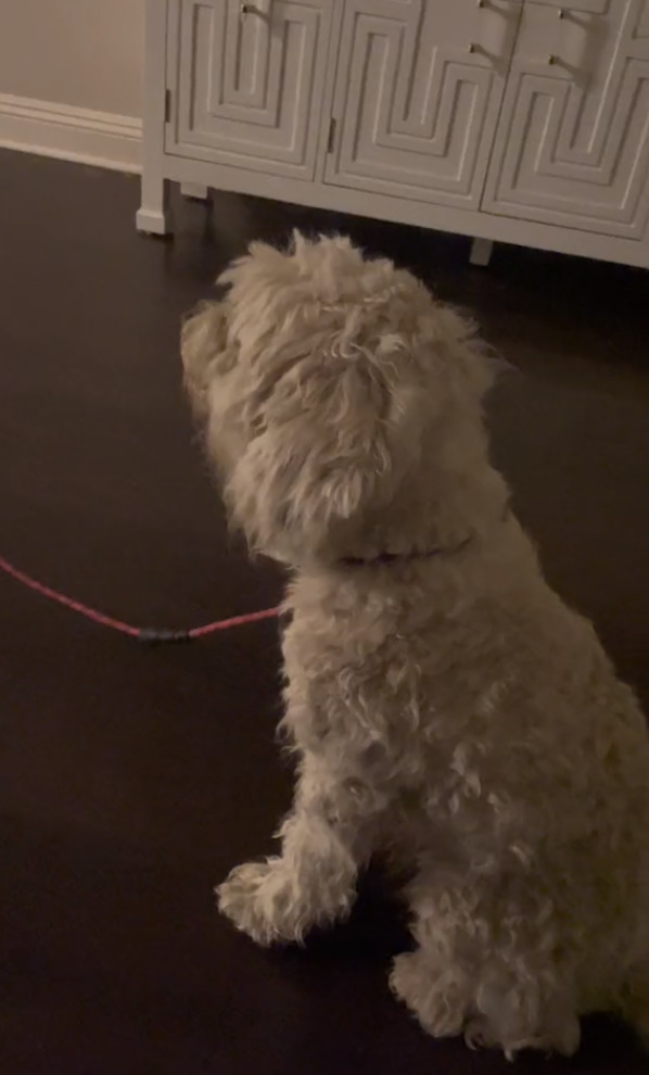 white dog on a leash