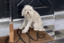 Stray Dog Resting On A Random Family’s Porch Gets The Most Amazing Surprise