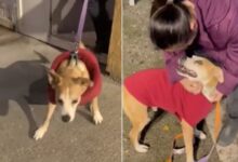 Dog Who Lived At Shelter For 10 Years Couldn’t Contain Excitement When He Met His Forever Family