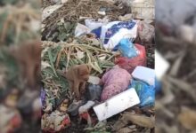 Poor Puppy Was So Hungry That He Ate Garbage But Then Someone Amazing Came To His Aid