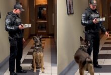 Florida Police Department Throws A Touching Farewell For Retiring K9 With A Whipped Cream Treat 