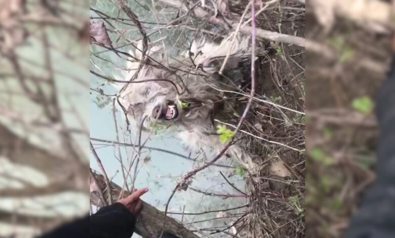 A Scared Dog Kept Running Away From His Rescuers Not Knowing They Only Wanted To Help