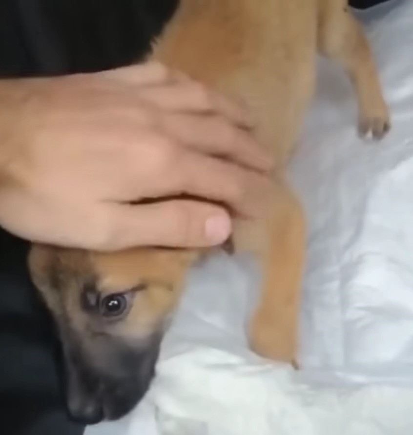 human hand cuddling puppy