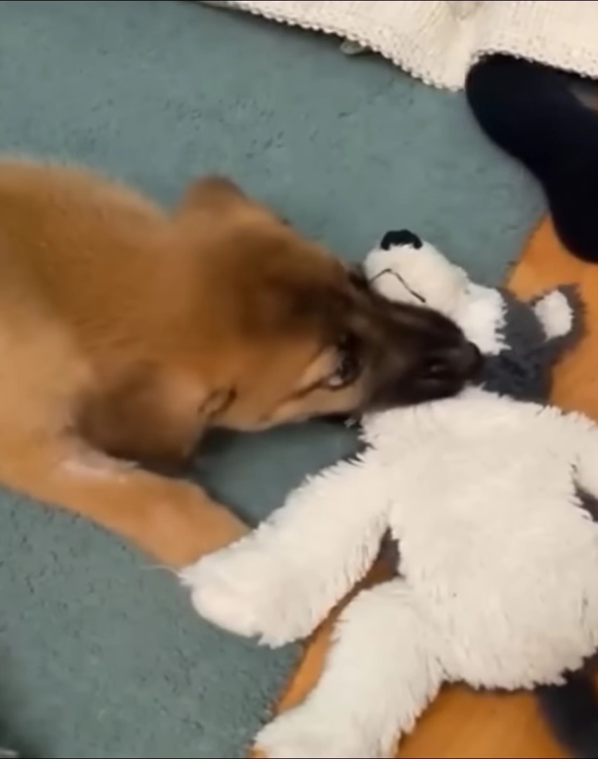 puppy playing with toy