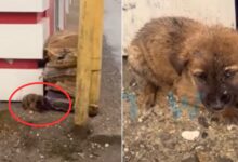 Stray Puppy Couldn’t Stop Shaking In The Freezing Weather Until Someone Special Came For Him