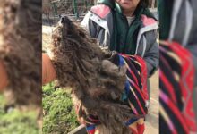This Scared Pup Was So Matted Until He Met Someone Special Who Helped Him
