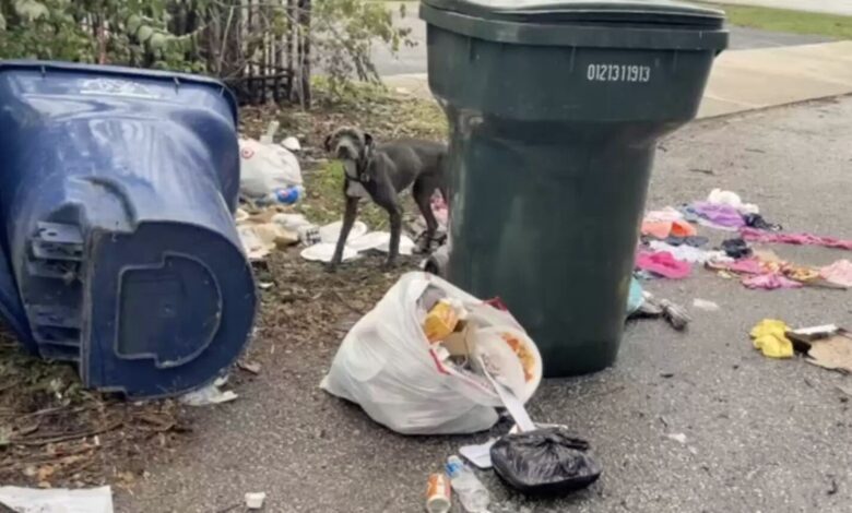 Rescuers Were Shocked To Find This Adorable Dog Sleeping On Trash Before Saving Him