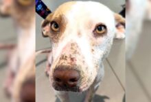 Kind Woman Who Rescued An Injured Dog Found A Surprise Waiting For Her The Other Morning