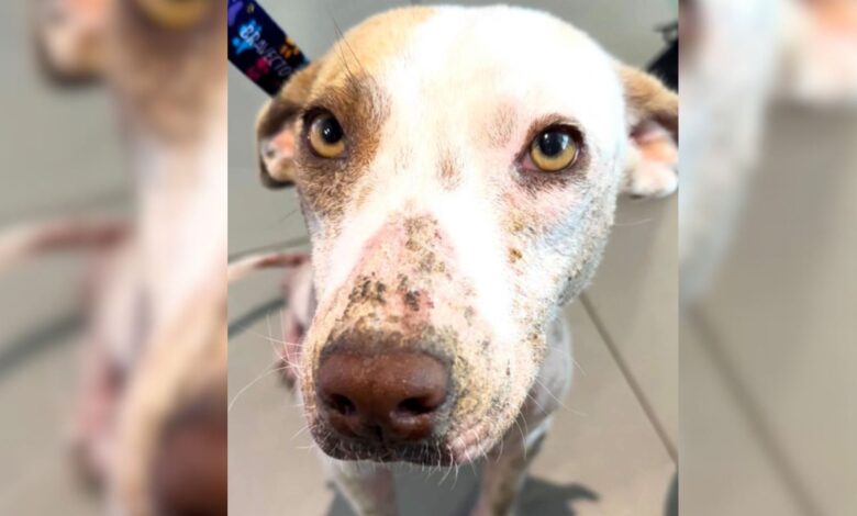 Kind Woman Who Rescued An Injured Dog Found A Surprise Waiting For Her The Other Morning