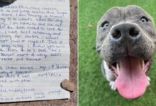 Owner Forced To Surrender His Dog Receives A Heartwarming Message From The Shelter