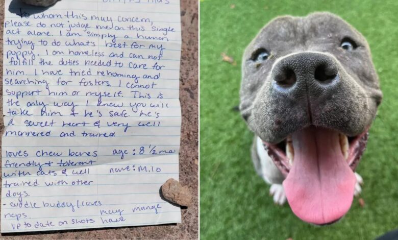 Owner Forced To Surrender His Dog Receives A Heartwarming Message From The Shelter